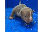 American Bully