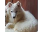 Siberian Husky Puppy for sale in Fredonia, NY, USA