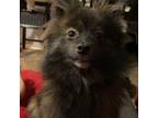 Pomeranian Puppy for sale in Floresville, TX, USA