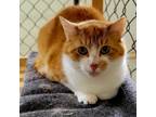 Adopt Carl Gallagher a Orange or Red Domestic Shorthair / Mixed cat in East