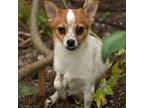 Adopt Reese a Tan/Yellow/Fawn Toy Fox Terrier / Pomeranian / Mixed dog in Long