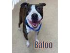 Adopt BALOO a Brindle American Pit Bull Terrier / Mixed dog in Saginaw