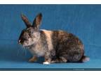 Adopt Mistletoe a Harlequin / Mixed (short coat) rabbit in Scotts Valley