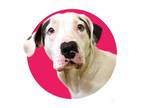 Adopt Que a White - with Tan, Yellow or Fawn American Staffordshire Terrier /