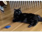 Adopt Bruno a All Black Domestic Longhair / Mixed cat in Naperville