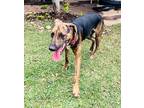 Adopt Oscar a Brown/Chocolate - with Black Plott Hound / Mixed dog in Walnut