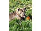 Adopt Zeus a Gray/Blue/Silver/Salt & Pepper American Pit Bull Terrier / Mixed