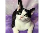 Adopt Vincent a Black & White or Tuxedo Domestic Shorthair (short coat) cat in