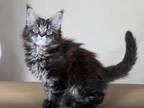 Brendon Maine Coon