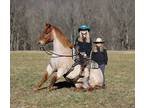 Trick Horse, Ranch, Trail, Rope Horse, Family Safe!!!