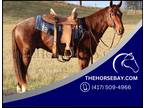 Red Roan Registered Quarter Horse Gelding - Available on [url removed]