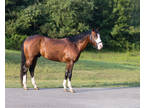 Standing at Stud:: AQHA Cutting Horse Stud - BC Dual Catalyst
