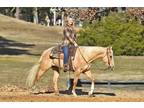 Once-In-A-Lifetime Fancy Broke Family Friendly Palomino!