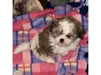 Shih Tzu Puppy for sale in Chehalis, WA, USA