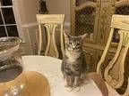 Thomas Domestic Shorthair Kitten Male