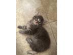 Potter Domestic Mediumhair Kitten Male