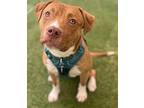 Drake American Pit Bull Terrier Young Male