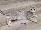 Kellogg Domestic Shorthair Young Male