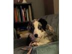 Perfecto $475 Australian Shepherd Adult Male