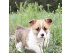 Pembroke Welsh Corgi Puppy for sale in Oskaloosa, KS, USA