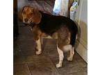 Scooter/sm Beagle Adult Male