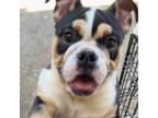 Bulldog Puppy for sale in Mesquite, TX, USA