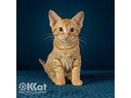 Sunny Domestic Shorthair Young Male