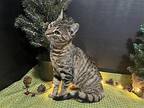 Mocha Domestic Shorthair Kitten Female