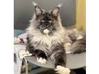 Allister *APPLICATION ONLY* Maine Coon Adult Male