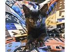 La Lupe & Founder Domestic Shorthair Kitten Female