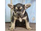 French Bulldog Puppy for sale in North Canton, OH, USA