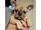 French Bulldog Puppy for sale in Garretson, SD, USA