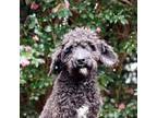 Spanish Water Dog Puppy for sale in Fayetteville, NC, USA