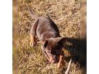 Australian Kelpie Puppy for sale in Hamer, ID, USA