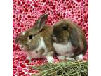 Adopt Cocoa & Cinnamon a Lionhead, Lop Eared