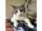 Adopt Shae a American Shorthair, Domestic Short Hair