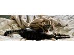 Adopt Olivia (Courtesy Post) a Domestic Short Hair, Tabby