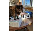 Adopt Mitty a Domestic Short Hair, Calico
