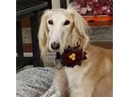 Adopt Honey a Saluki