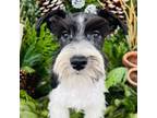 Schnauzer (Miniature) Puppy for sale in Le Roy, MN, USA