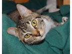 Adopt Winnie a Domestic Short Hair