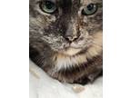 Adopt Molly, looking for a quiet home a Domestic Short Hair