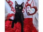 Adopt Trudy #life-of-the-party a Bombay, Domestic Short Hair