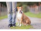 Adopt Bella a Staffordshire Bull Terrier, Pit Bull Terrier
