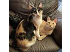 Adopt Chalet a Calico