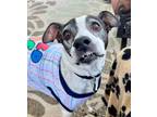 Adopt Patty a Boston Terrier, Beagle
