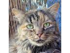 Adopt Anna a Domestic Medium Hair, Torbie