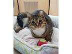 Adopt Sprout a Tabby