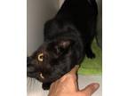 Adopt Melda FIV+ INDOOR ONLY a Domestic Short Hair