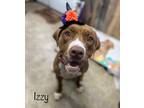 Adopt Izzy a American Staffordshire Terrier